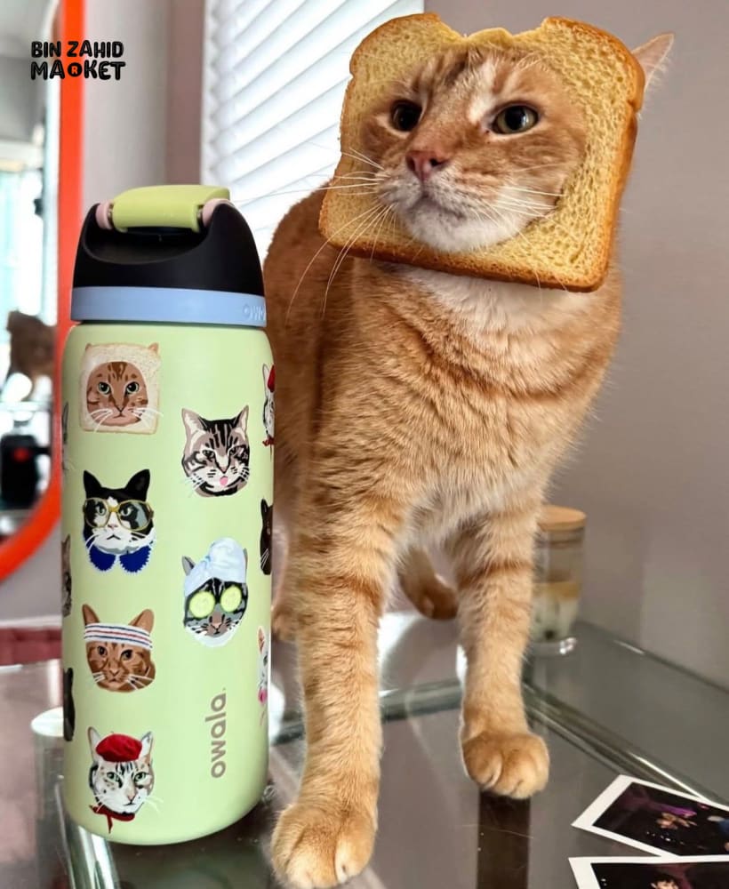 OWALA WATER BOTTLE CAT COLLECTION 24OZ